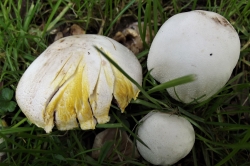 Yellow Stainer