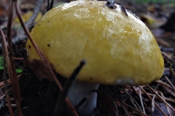 Yellow Swamp Brittlegill