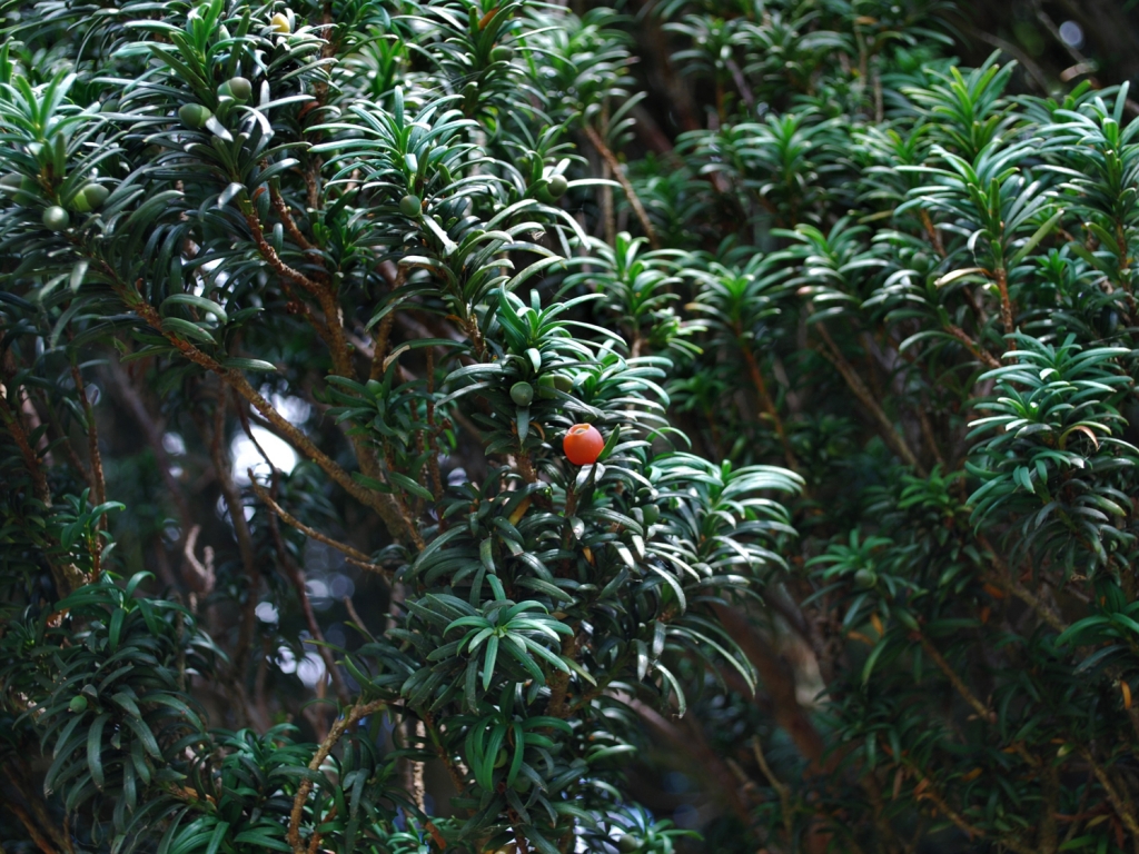 Yew Tree, English Yew, Taxas Baccata