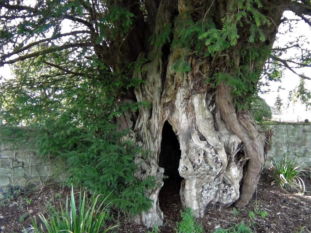 Yew Tree, English Yew, Taxas Baccata