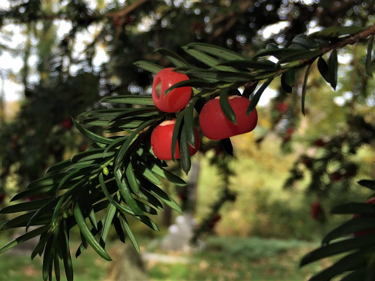 Yew Tree, English Yew, Taxas Baccata