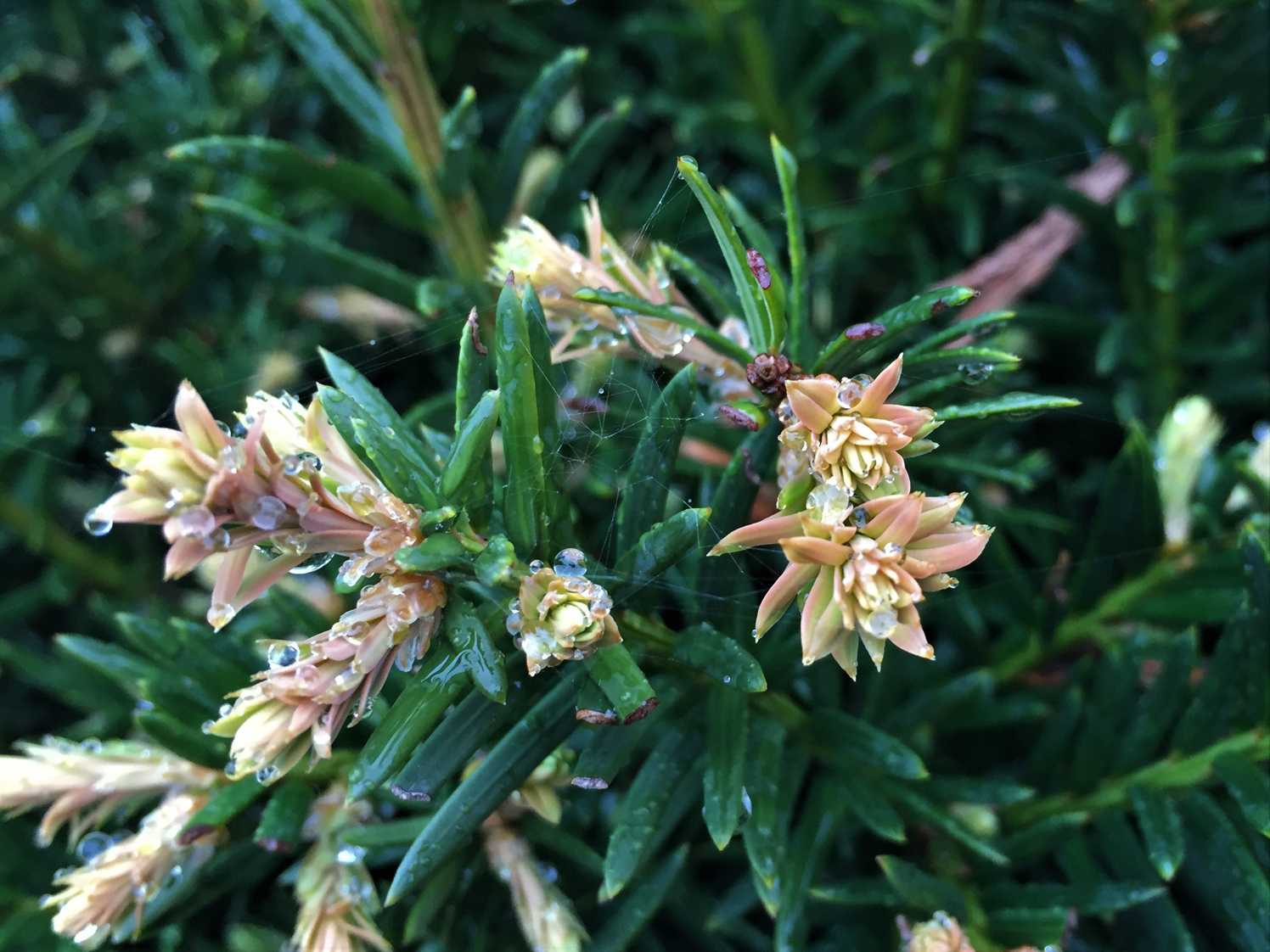 Yew Tree, English Yew, Taxas Baccata