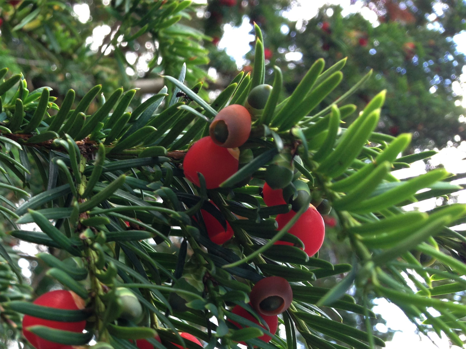 Yew tree berries sales poisonous to dogs