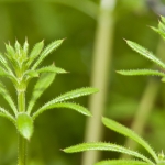 Worcestershire, Tenbury Wells Summer Foraging Course