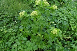 Alexanders