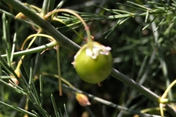 Fruit