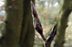 Flower Buds