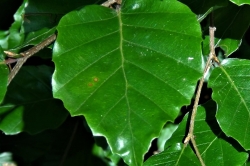 Leaves