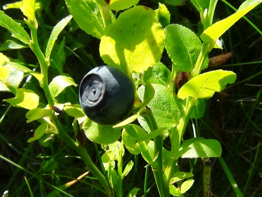 Bilberry, Blaeberry, Whortleberry, Whinberry, Windberry, Myrtle Berry