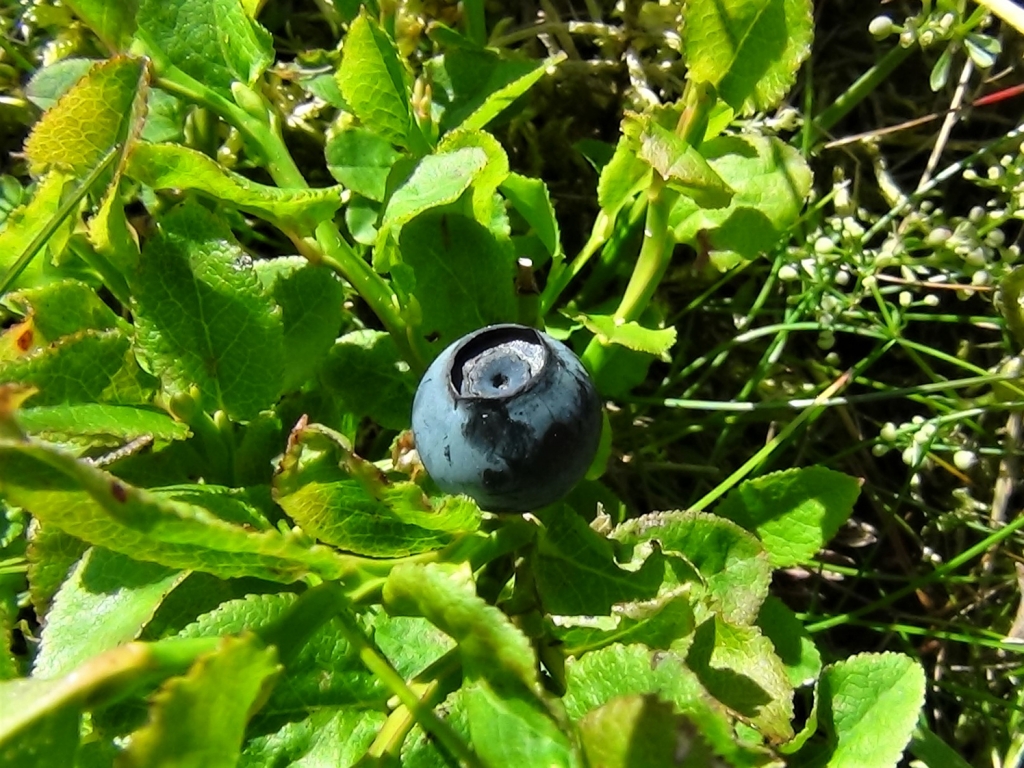 Bilberry, Blaeberry, Whortleberry, Whinberry, Windberry, Myrtle Berry