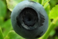 Fruit