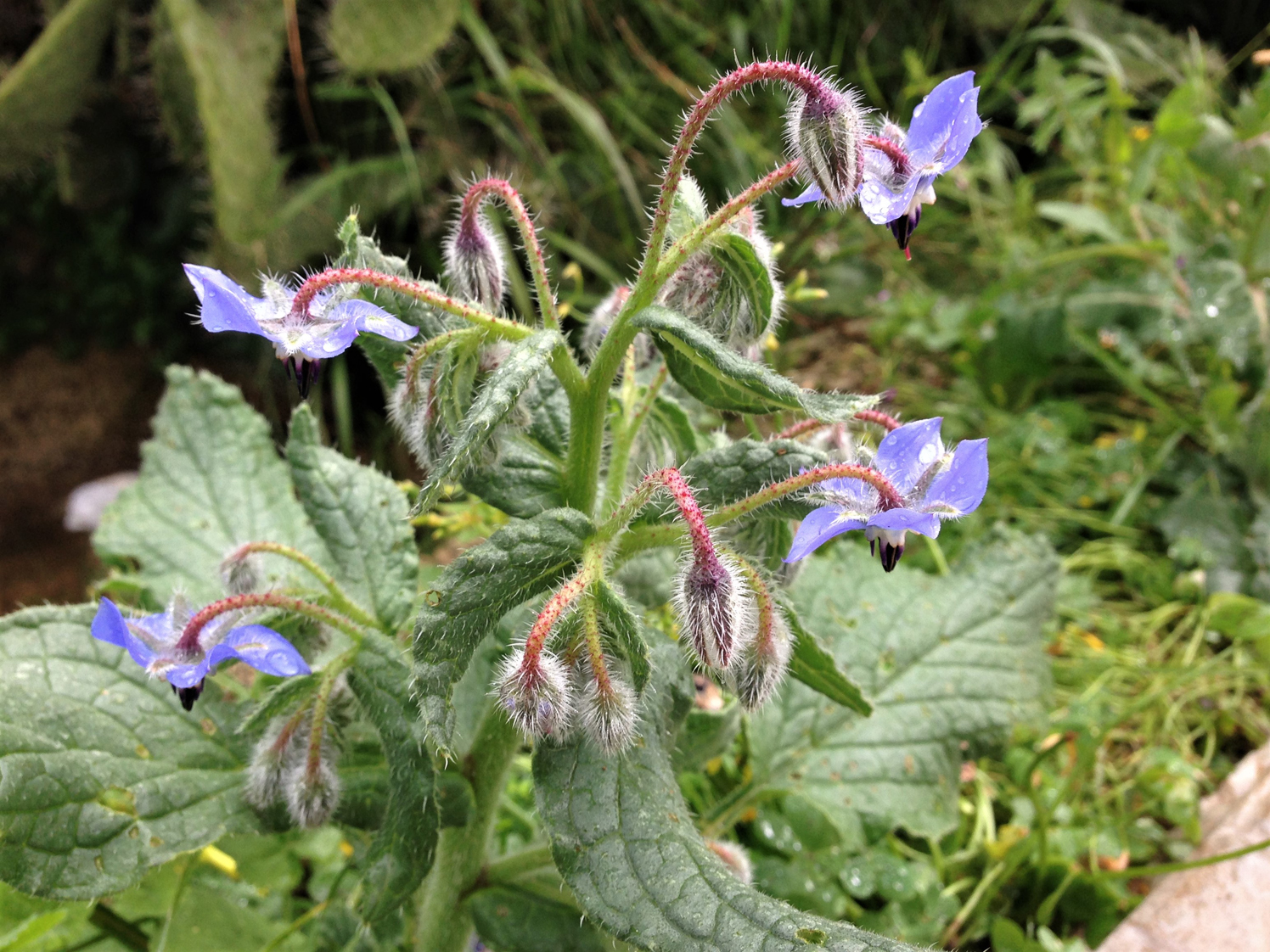 Borage Starflower Borago Officinalis Borage Starflower Borago Officinalis