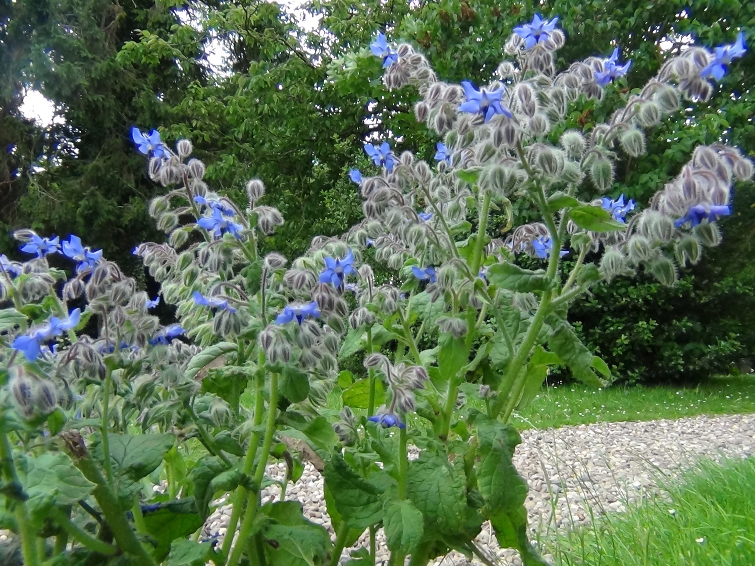 Borage plant clearance