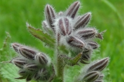 Flower Buds