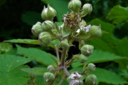 Flower Buds