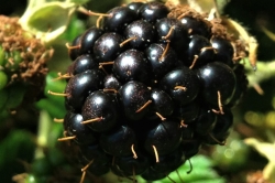 Fruit