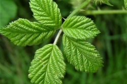 Leaves