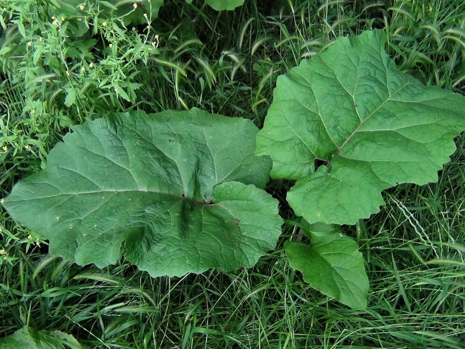 Image of Common burdock leaf hairs