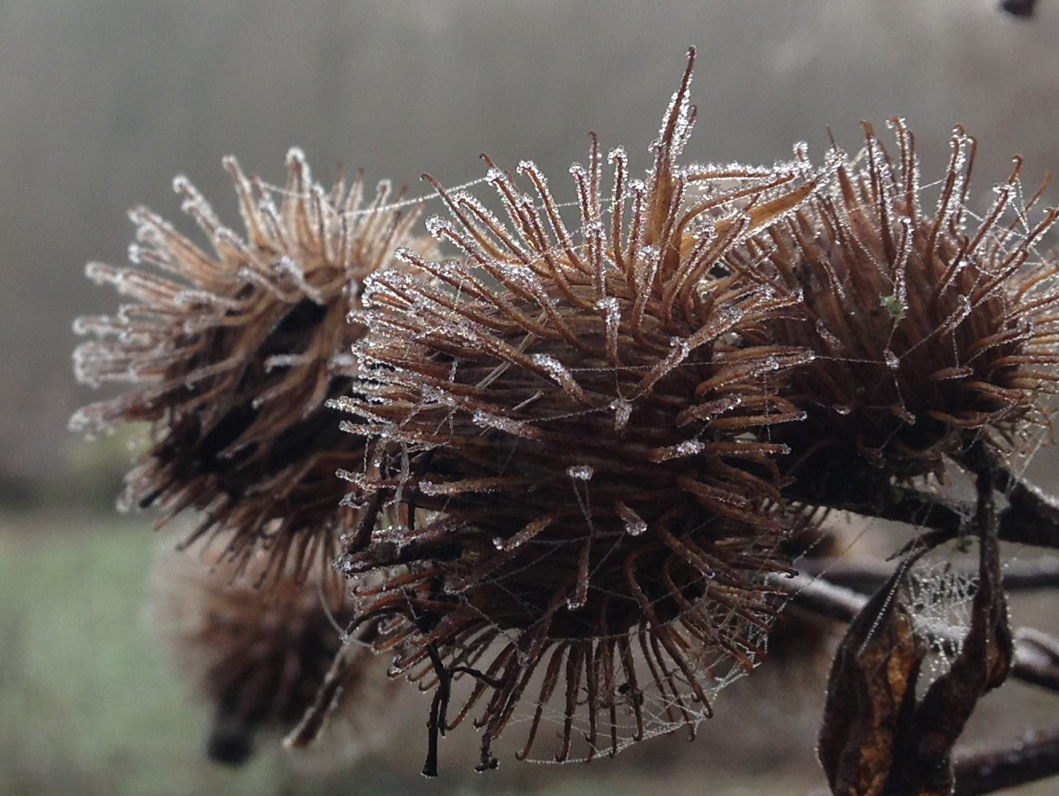 Common Burdock, Lesser Burdock, Arctium minus, Arctinum lappa.