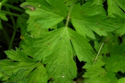 Leaves