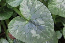 Leaves