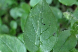 Leaves