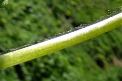 Stem