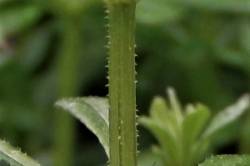 Stem