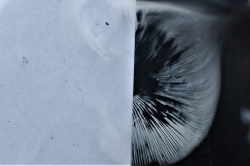 Spore Print