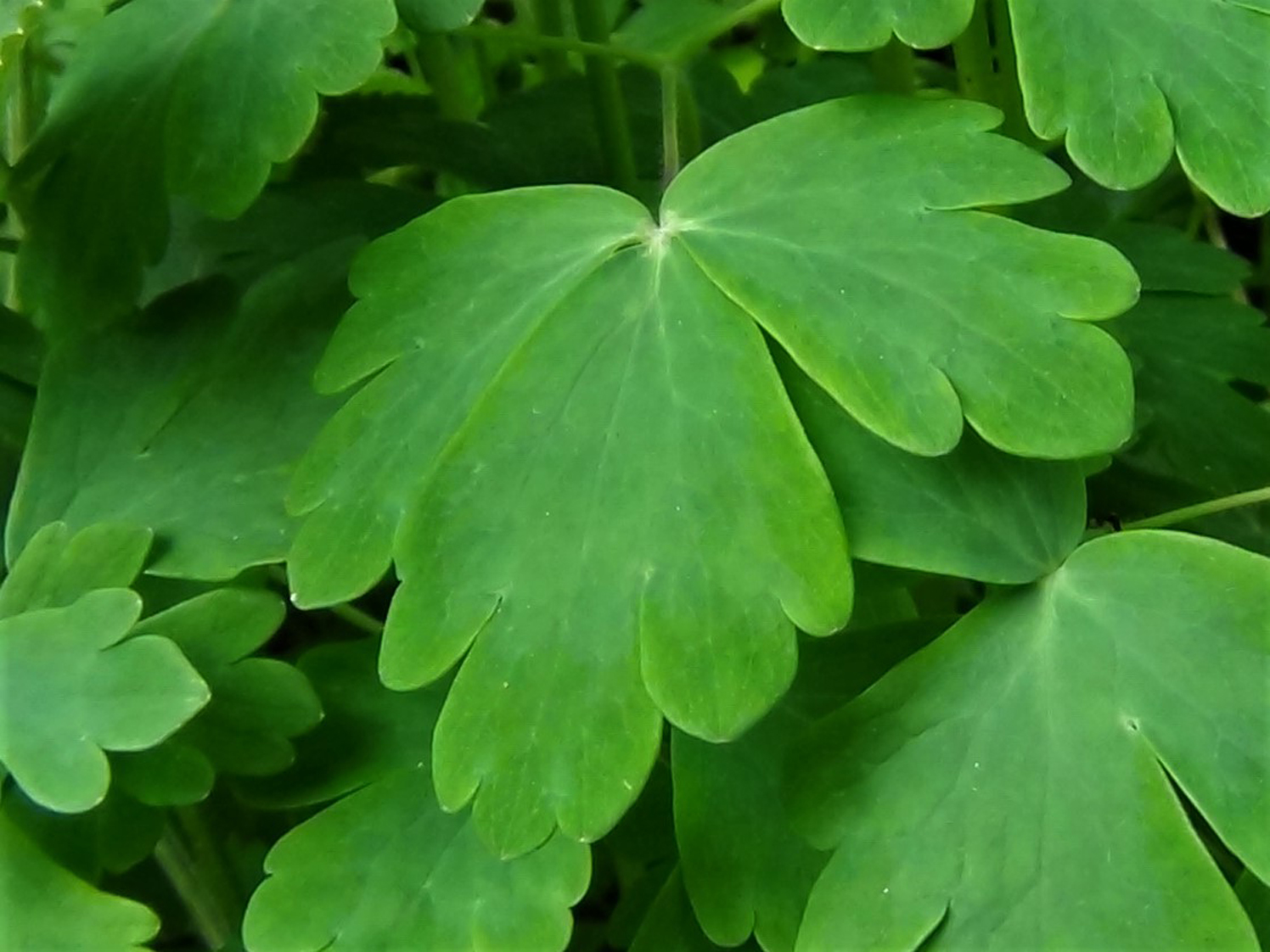 Columbine leaves turning purple