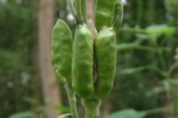 Seed Pods