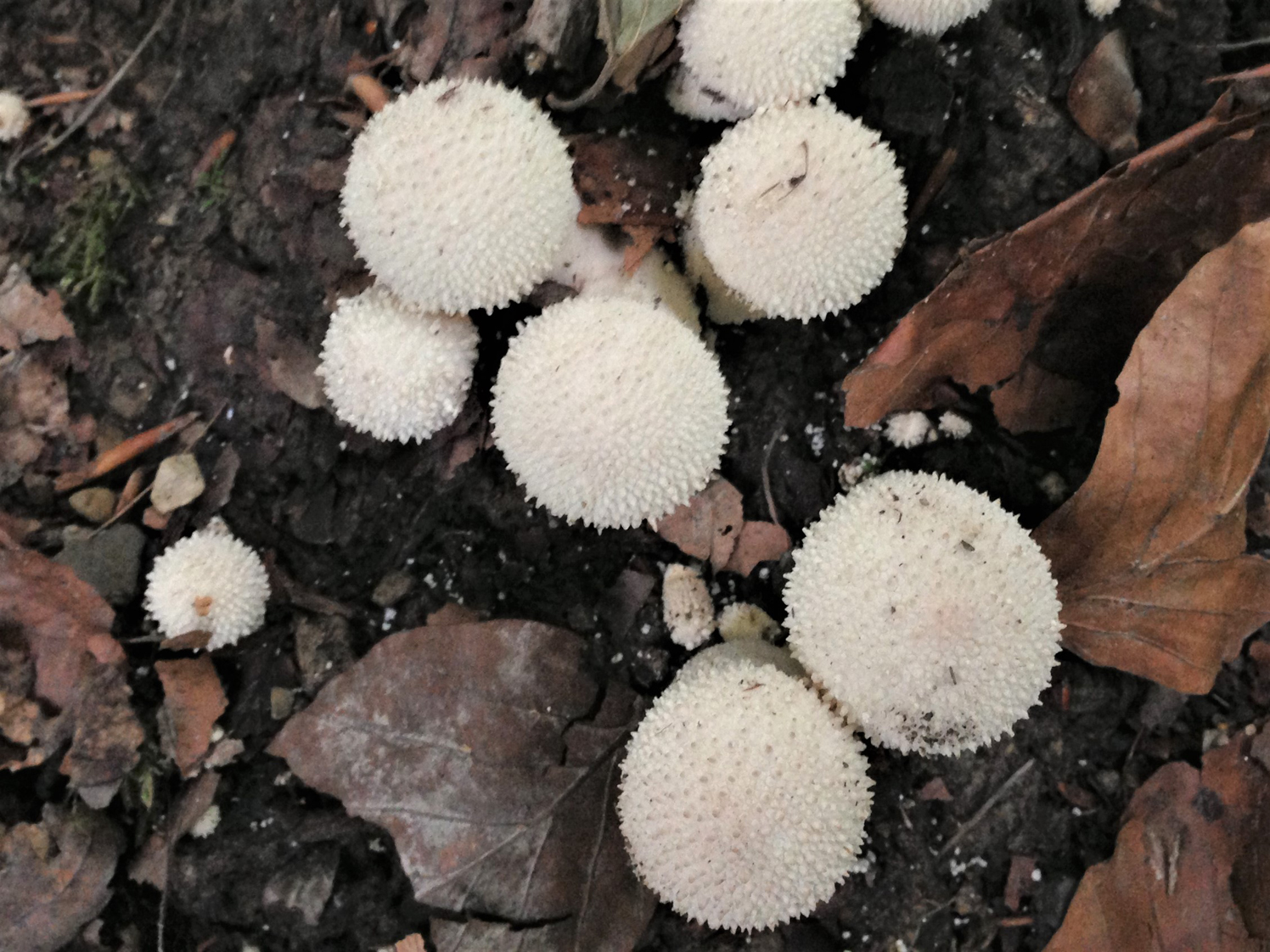 Lycoperdon perlatum, Common Puffball, identification