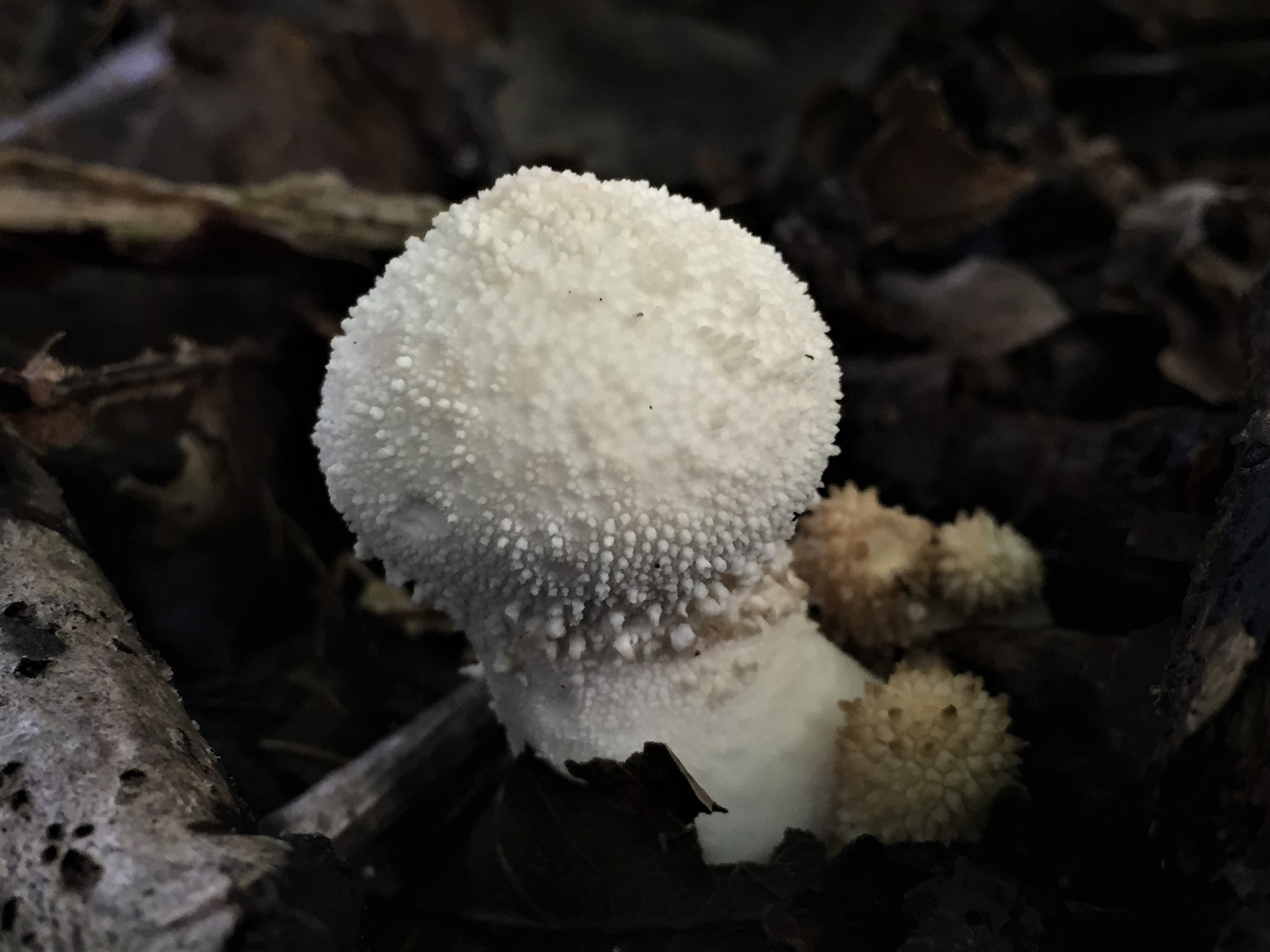 Lycoperdon perlatum, Common Puffball, identification