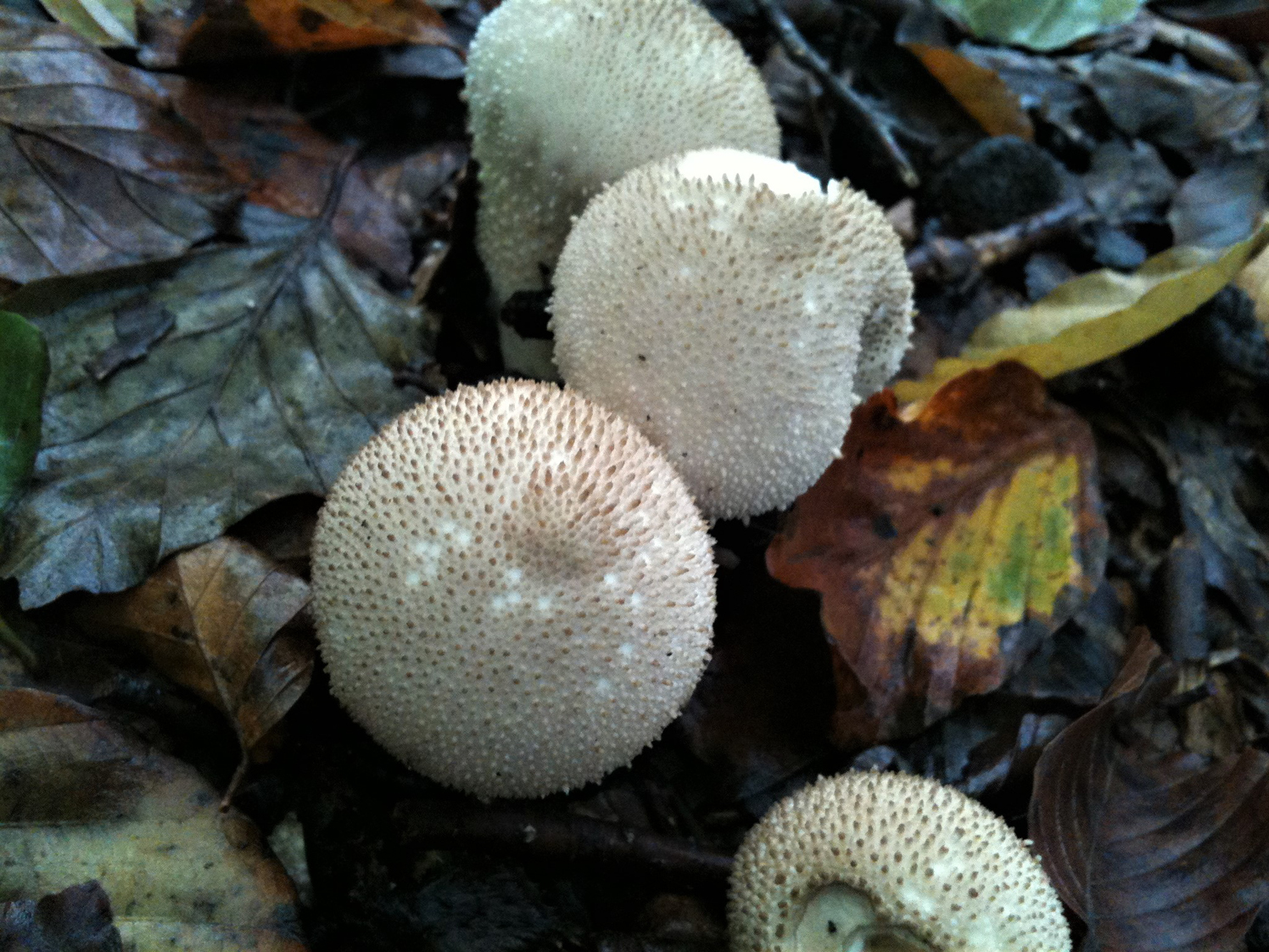 Are these puff balls? : r/Mushrooms