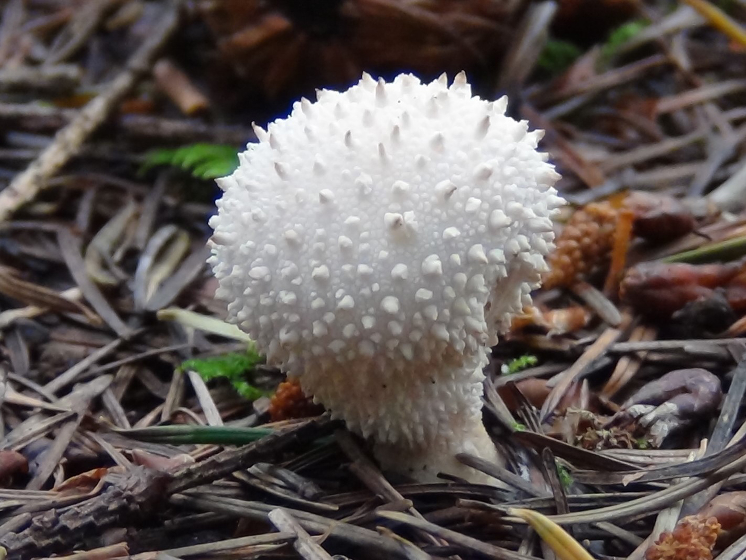 White balls in the Wood! – Common Puffball – The Mushroom Diary – UK Wild  Mushroom Hunting Blog