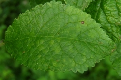 Leaves