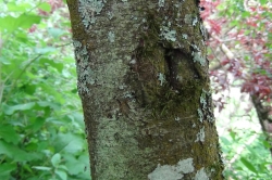 Bark