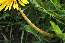 Flower Stem