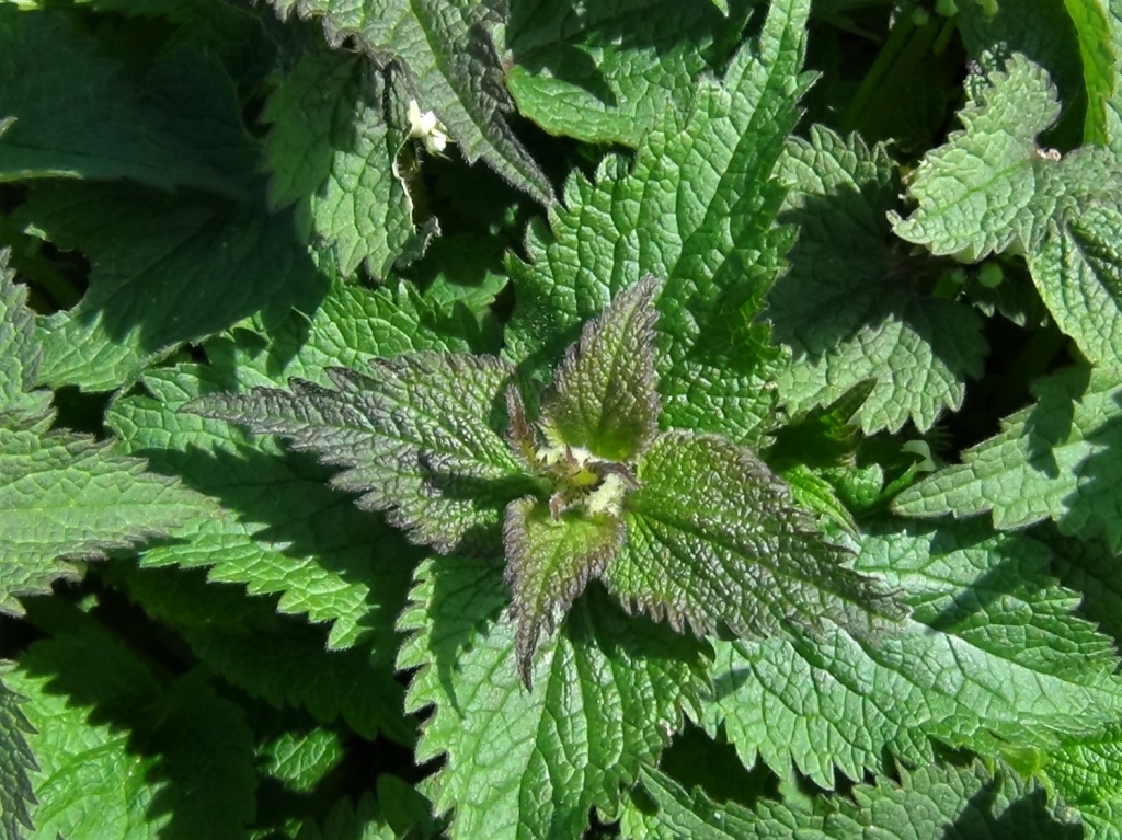 Dead Nettle, White Dead Nettle, Red or Purple Dead Nettle, Henbit Dead