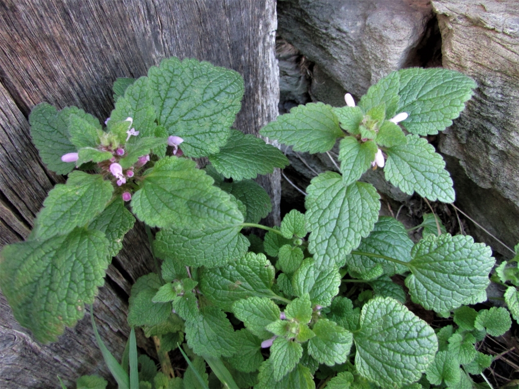 Dead Nettle, White Dead Nettle, Red or Purple Dead Nettle, Henbit Dead