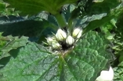 Flower Buds