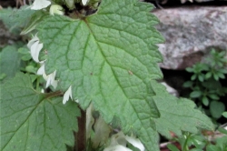 Leaves