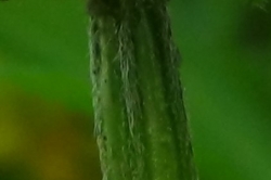 Stem