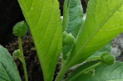 Female Flowers