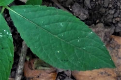 Leaves