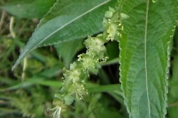 Male Flowers