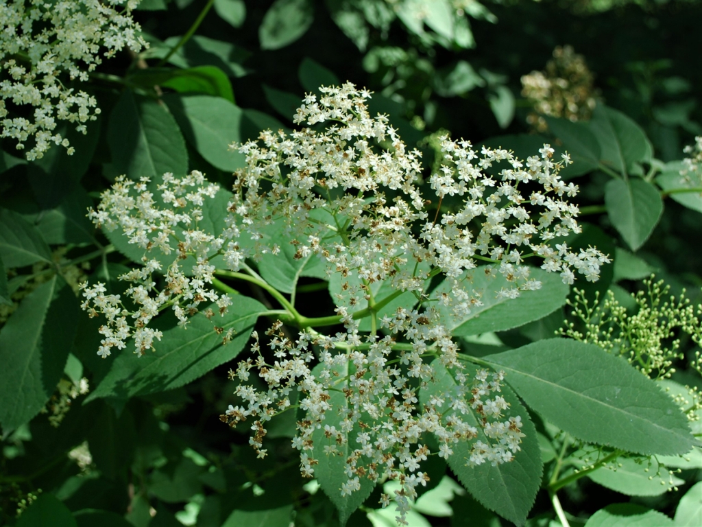 Elder tree, Sambucus nigra