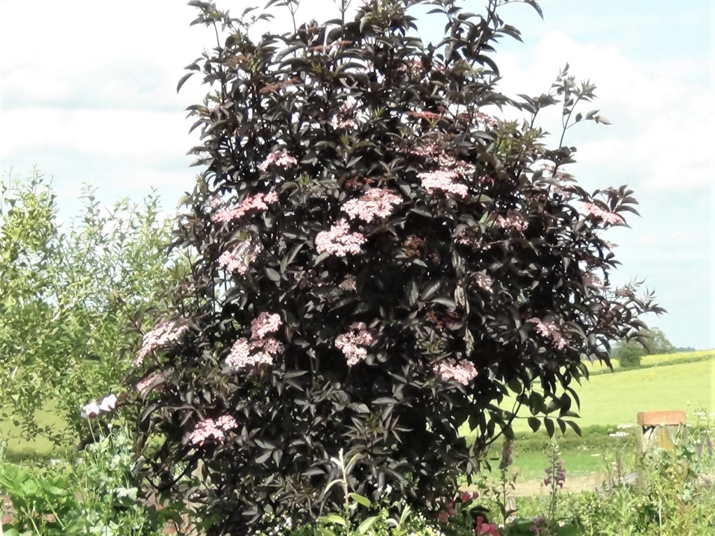 Elder tree, Sambucus nigra