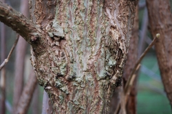 Bark