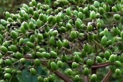 Flower Buds